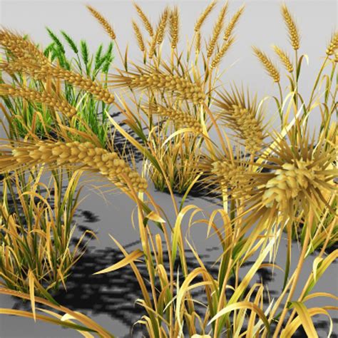 3d Wheat Field Farm