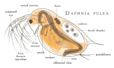 Daphnia: A Full Overview – Microscope Clarity