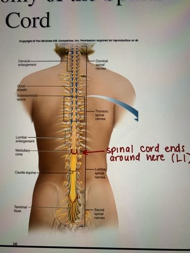 Spinal Nerves Flashcards Quizlet