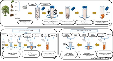 Rapid and economical protocols for genomic and metagenomic DNA extraction from oak (Quercus ...