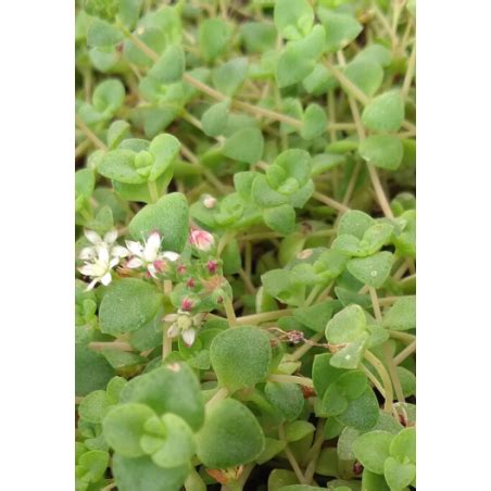 Plantin De Crassula Pellucida