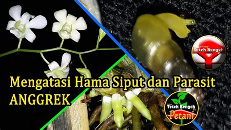 CARA AMPUH MENGATASI Dan MEMBASMI HAMA SIPUT PEMAKAN AKAR Dan TUNAS