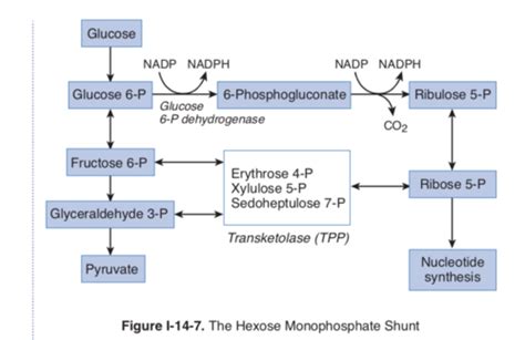 Hmp Shunt Pentose Phosphate Pathway Flashcards Quizlet