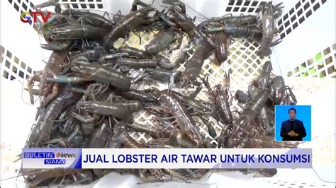 Budidaya Lobster Air Tawar Sukses Menghasilkan Cuan Jutaan Rupiah