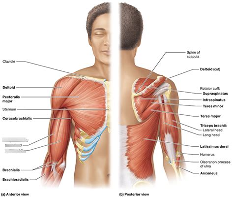 Muscles That Move The Forearm At The Elbow Joint Diagram Quizlet