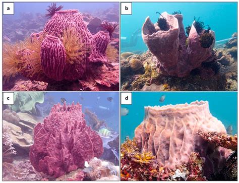 Biomolecules Free Full Text Metabolites And Bioactivity Of The Marine Xestospongia Sponges