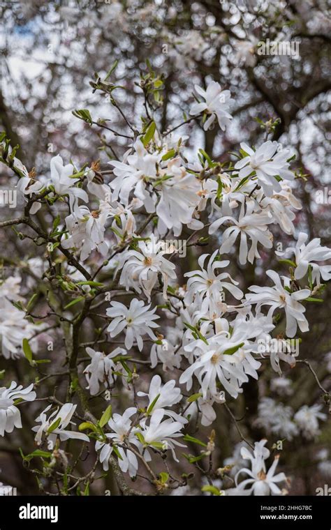 Magnolia Stellata Rosea White Flowers Star Magnolia Plant In The