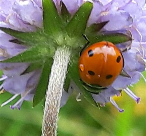 Photo Coccinelle Sept Points Coccinella Septempunctata