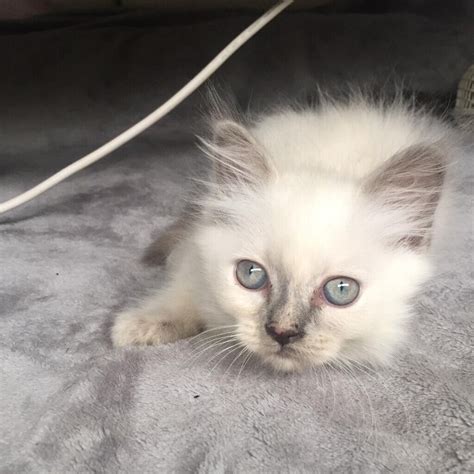 Ragdoll Persian Cross Fluffy Kittens Sold Sold In Sawbridgeworth