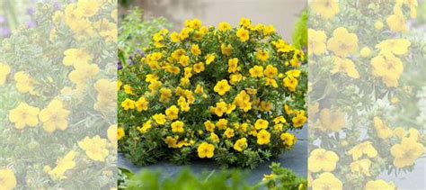 Лапчатка желтая Голдфингер купить в Саратове | Товары для дома и дачи ...