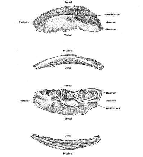 Figure A Views Of A Left Sagittal Otolith From Arripis Trutta