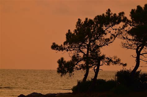 Pantai Matahari Terbenam Pohon Foto Gratis Di Pixabay Pixabay