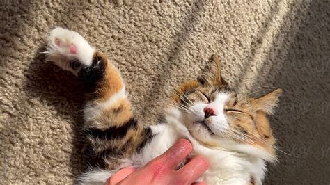 Furry Cat Asleep On The Carpet While A Male Hand Caresses Its Belly