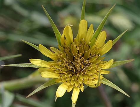 Western Salsify Weedalert