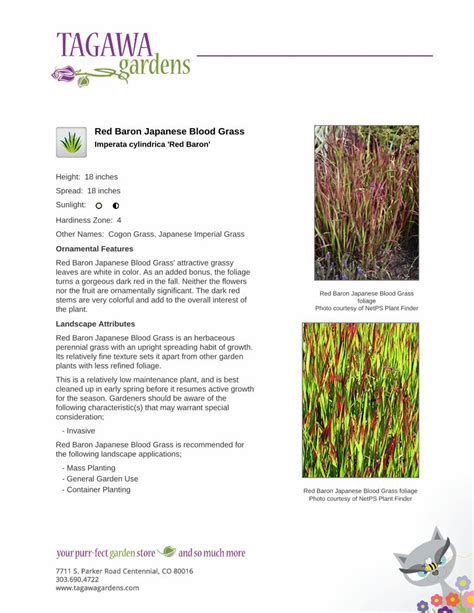 Pdf Tagawa Gardens Red Baron Japanese Blood Grass Dokumen Tips