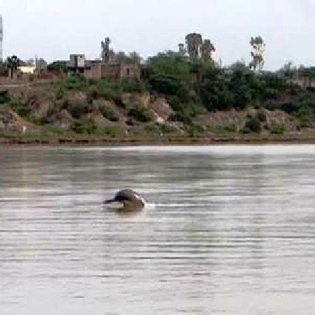 The habitat of Indus River Dolphin | Download Scientific Diagram