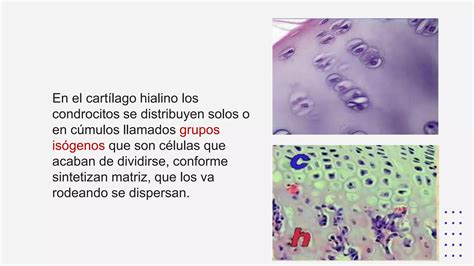 TEJIDO CARTILAGINOSO Histología I pptx PPT