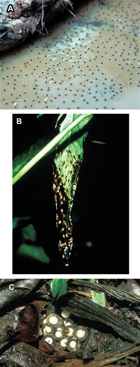 Anuran Reproductive Modes Evolving Perspectives