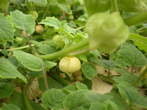 Physalis Cerise de terre Graines et semences bio reproductibles Akène