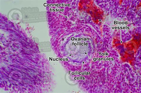 Gallus Gallus Domesticus Chicken Ovary Transverse Section 500x