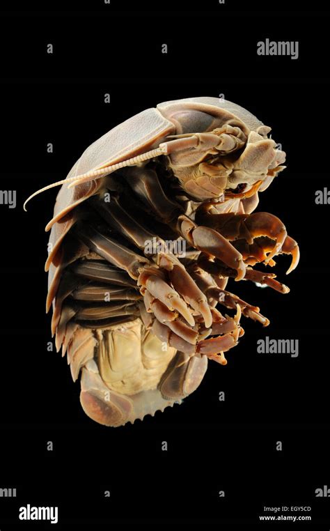 Giant Deep Sea Isopod Bathynomus Giganteus Hi Res Stock Photography And