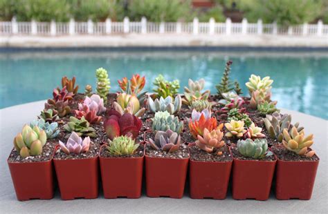 9 Colorful Live Succulent Plants Succulent Succulents Etsy