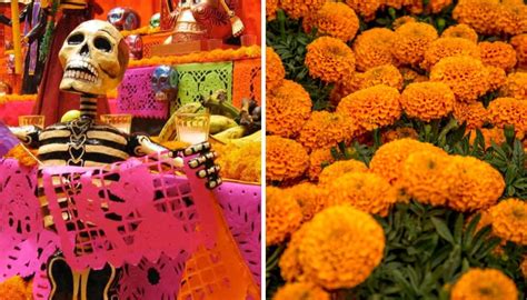 Altar de Muertos 2022 Para qué sirve la flor de cempasúchil en el Día