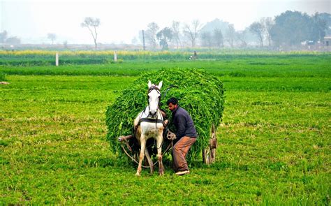 Most Beautiful Scene Village Life In Punjab Pakistan