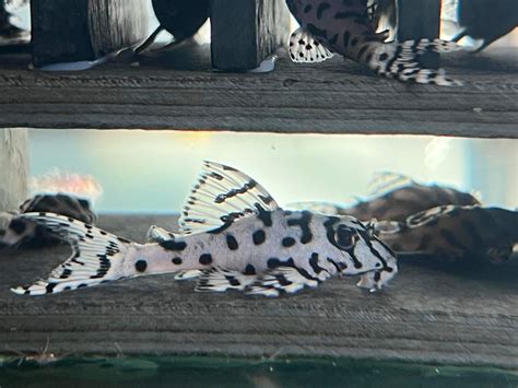 Hypancistrus L236 Sw Super White Pleco 3 5cm Live Tropical Fish Tank