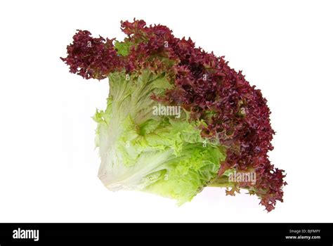 Lollo Rosso 16 Stock Photo - Alamy