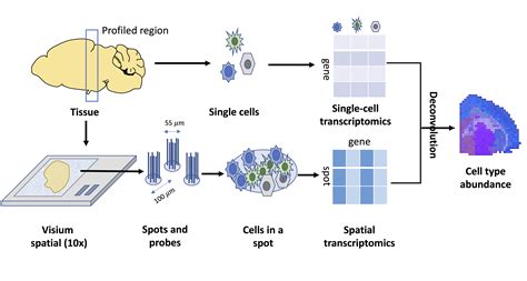 Deconvolution Of Spatial Transcriptomics Using Scrna Seq