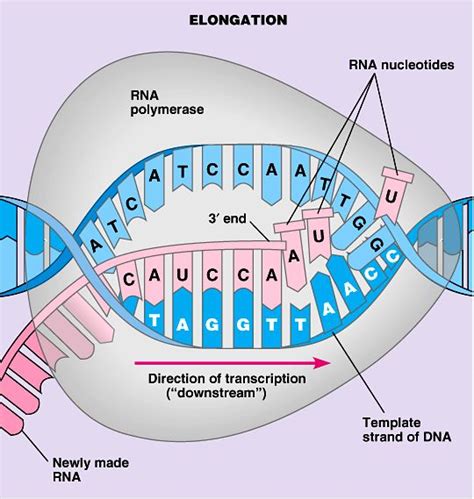 Protein Synthesis Transcription Translation Protein