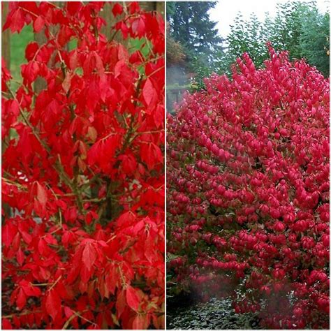 1 Live Plant Fire Ball Euonymus Alatus Select Burning Bush Etsy