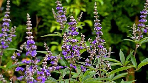 Vitex Agnus Castus L Verbenaceae Hay T Blog Avicenna