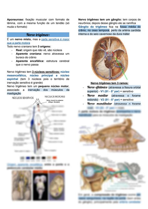 Solution Anatomia Do Nervo Occipital Maior E Nervo Trig Meo Studypool