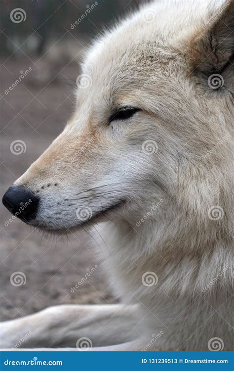 The Polar Wolf Is Resting In The Feldman Ecopark Stock Image Image