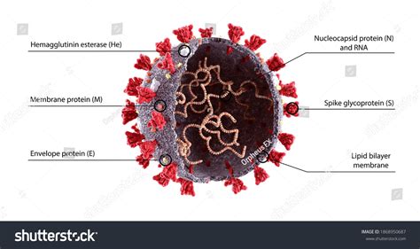 161 Nucleocapsid Images, Stock Photos & Vectors | Shutterstock