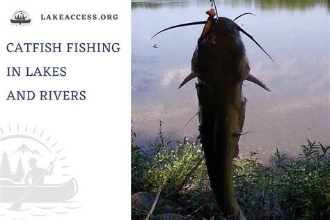 Best Tips And Tactics For Catfish Fishing In Lakes And Rivers Lake Access