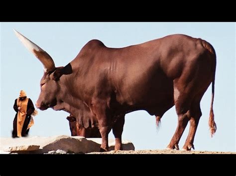 Las razas de toros más grandes del mundo YouTube