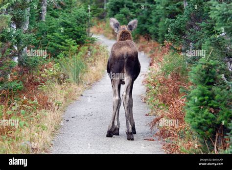 Way Footpath Meeting Walking Hiking Wild Animals Animal Forest Way Wood