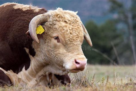 Hereford bull. stock photo. Image of tagged, grazing, grass - 4826608