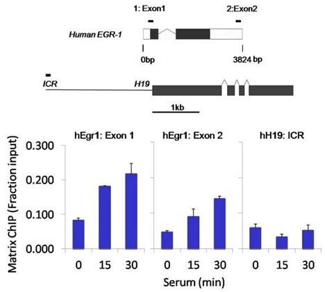 Phospho RNA Pol II CTD Ser5 Monoclonal Antibody 4H8 Invitrogen