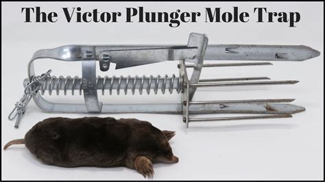 How To Trap Moles With The Victor Plunger Mole Trap Mousetrap Monday