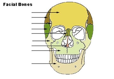 Facial Bones Diagram | Quizlet