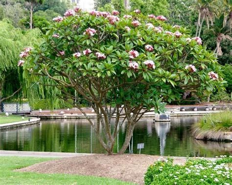 Plumeria Rubra Plumeria Tree Landscaping Images Flowering Trees