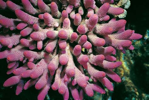 TERUMBU KARANG ACROPORA MILLEPORA Everything About Fish