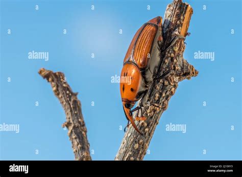 A Red Palm Weevil Or Asian Palm Weevil Or Sago Palm Weevil