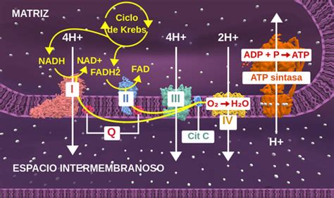 Fases De La Cadena De Transporte De Electrones Labster Theory