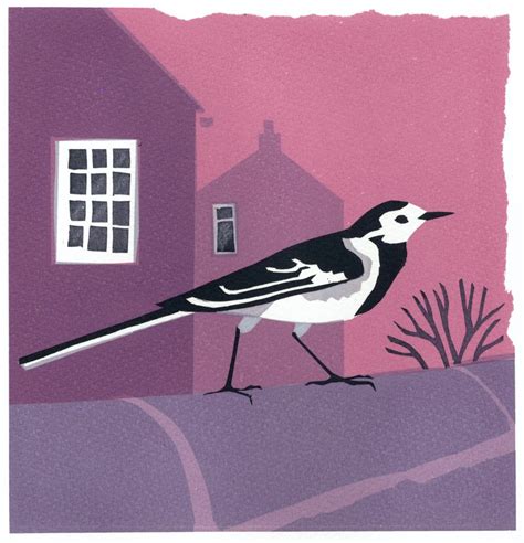 Pied Wagtail The Soc