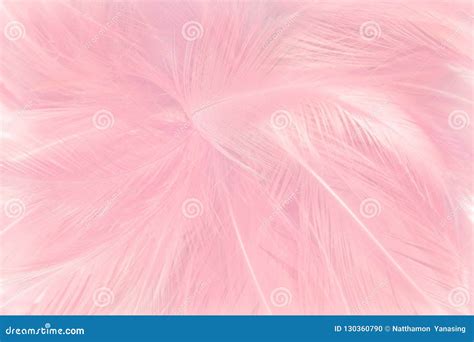 Fundo Cor De Rosa Macio Da Textura Das Penas Foto De Stock Imagem De